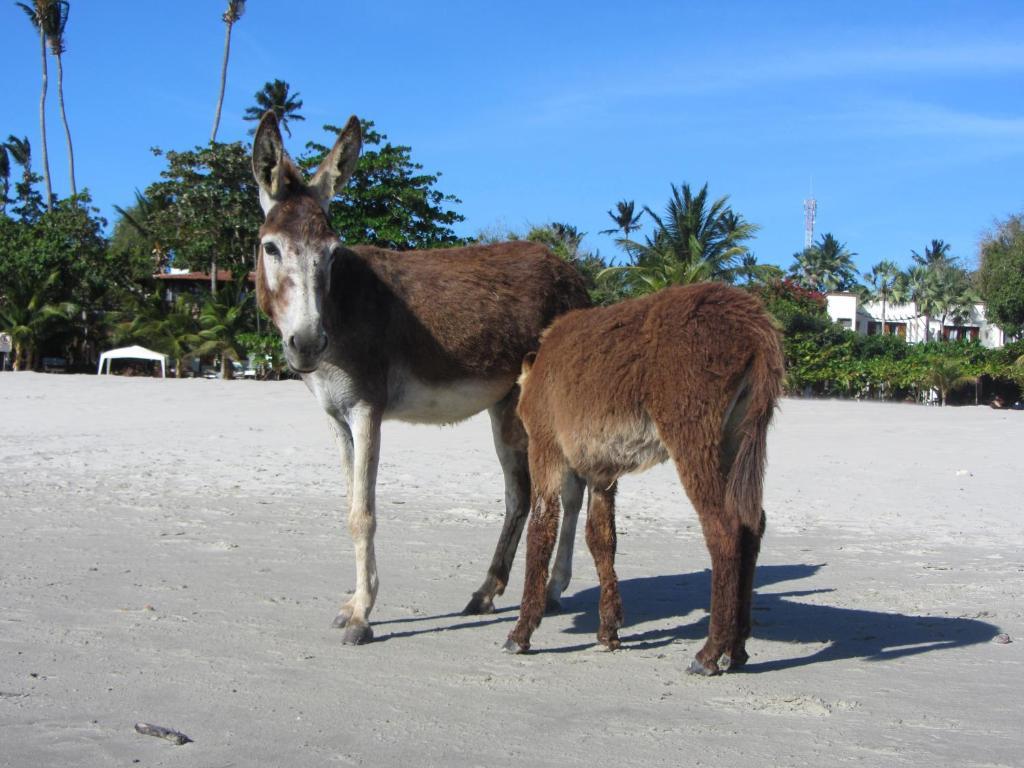 Pousada Do Tadeu Jijoca de Jericoacoara Bagian luar foto